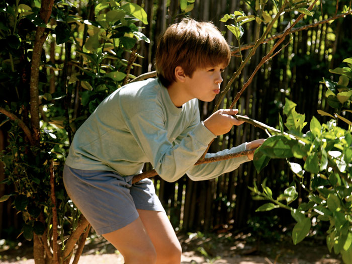 《我亲爱的甜橙树》海报