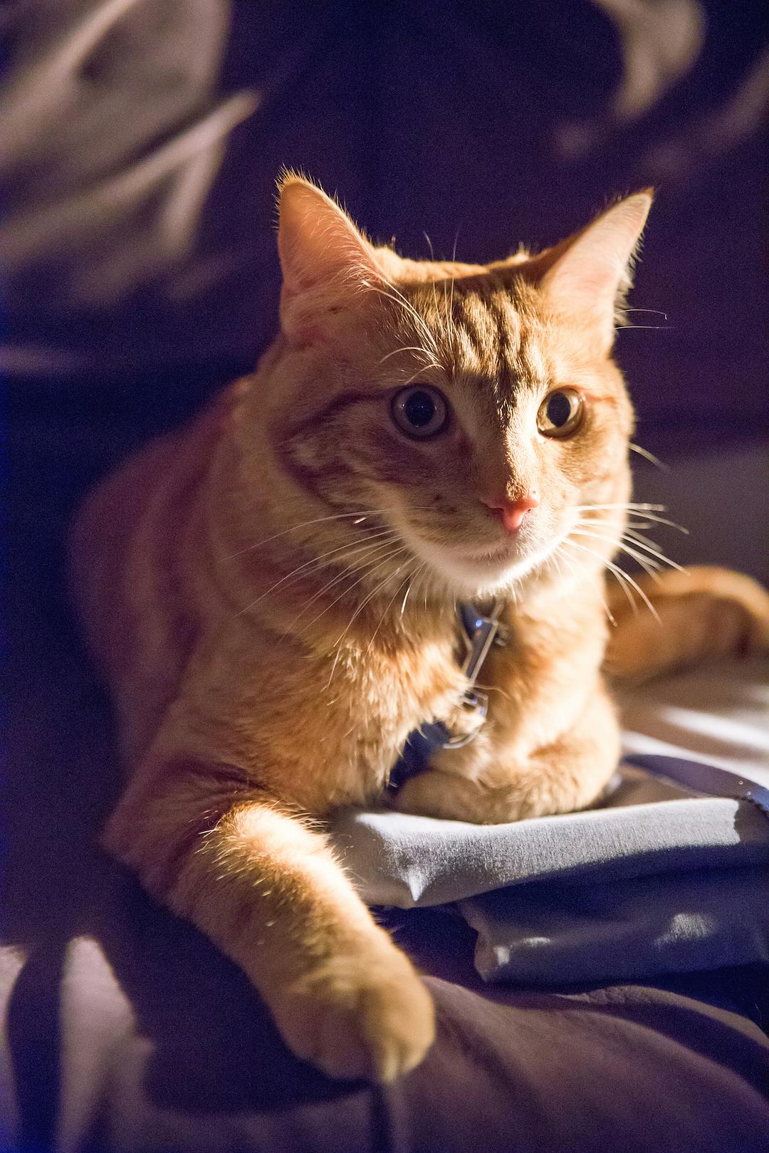 《流浪猫鲍勃》海报第2张图片