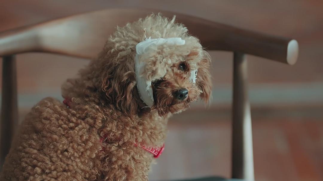 《恋爱先生》海报第58张图片