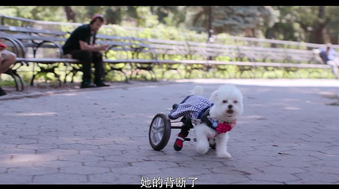 《爱犬情深第一季》剧照第23张图片