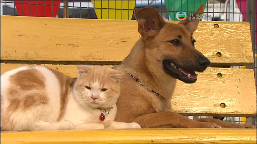 《当狗爱上猫》剧照