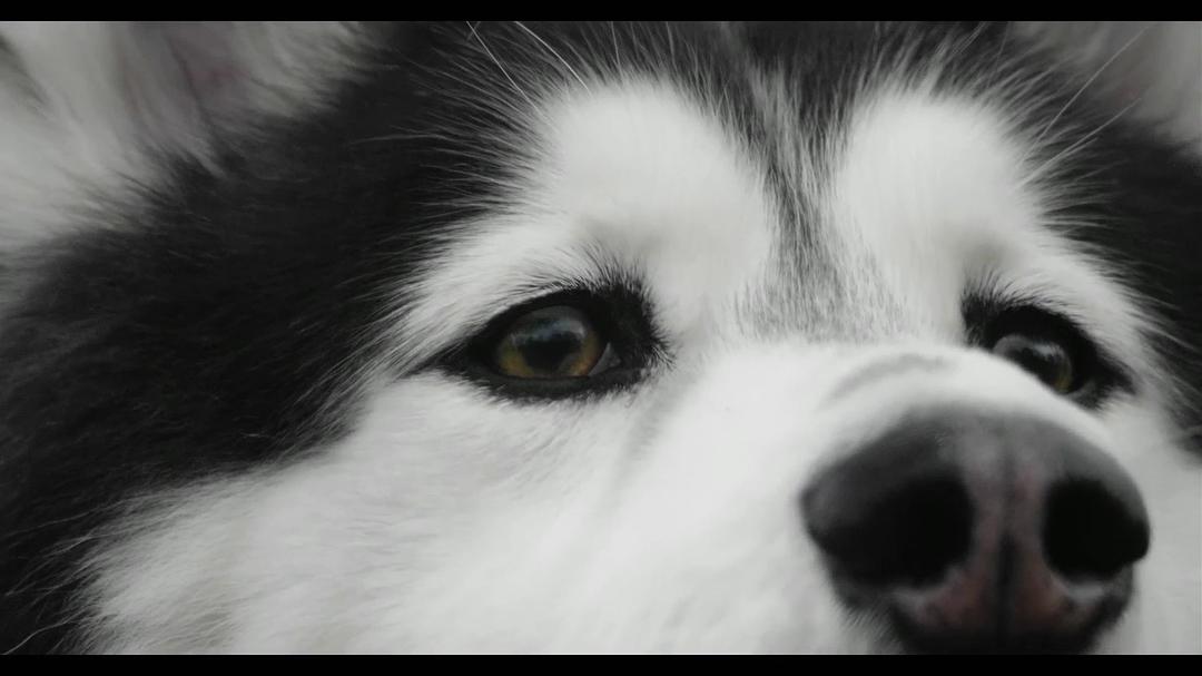 《爱犬情深第一季》剧照