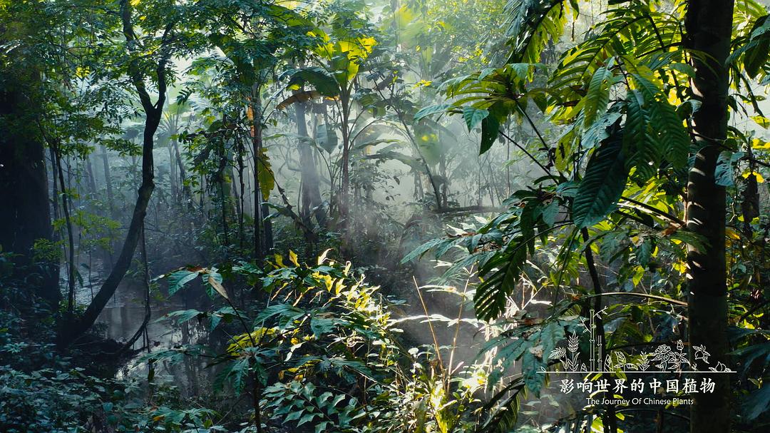 《影响世界的中国植物》海报第29张图片