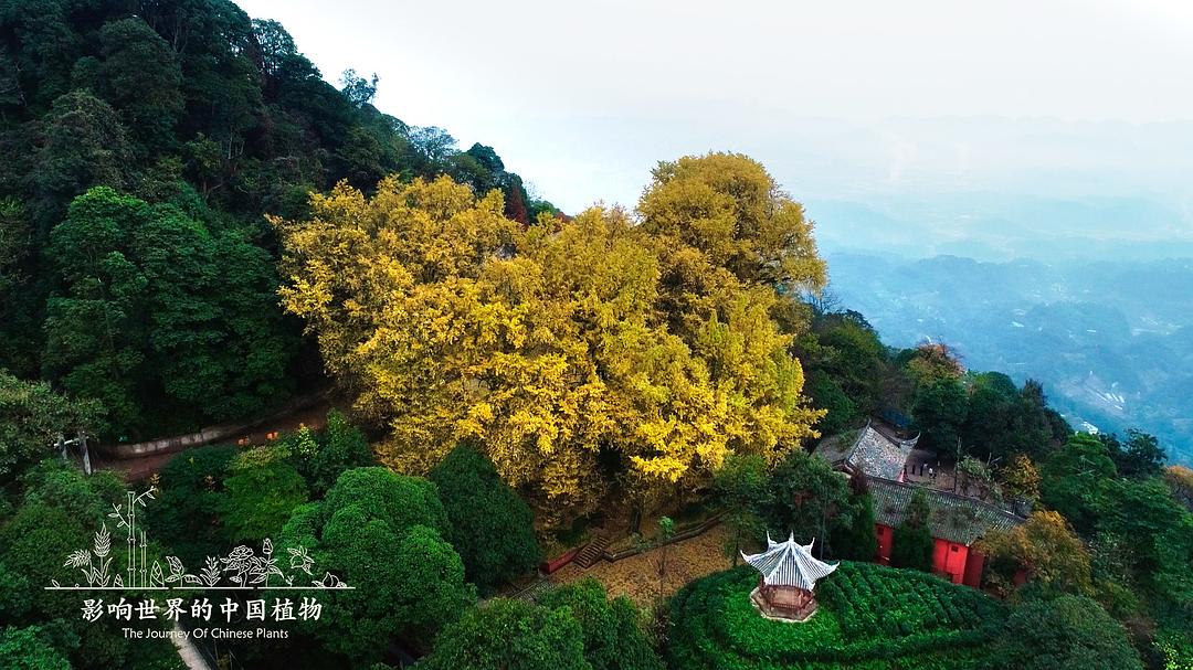 《影响世界的中国植物》海报第26张图片