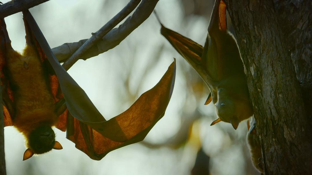 《荒野间谍第二季》海报第57张图片