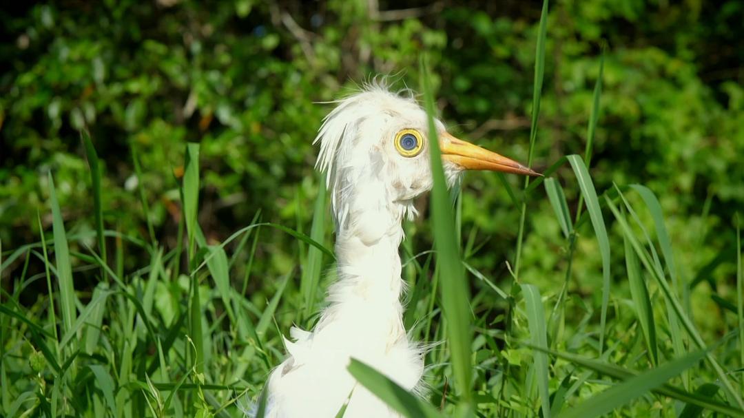 《荒野间谍第二季》海报第35张图片