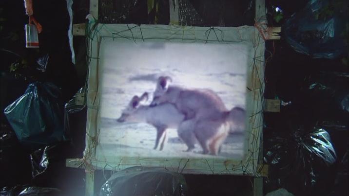 《神奇动物管理员第三季》海报第33张图片