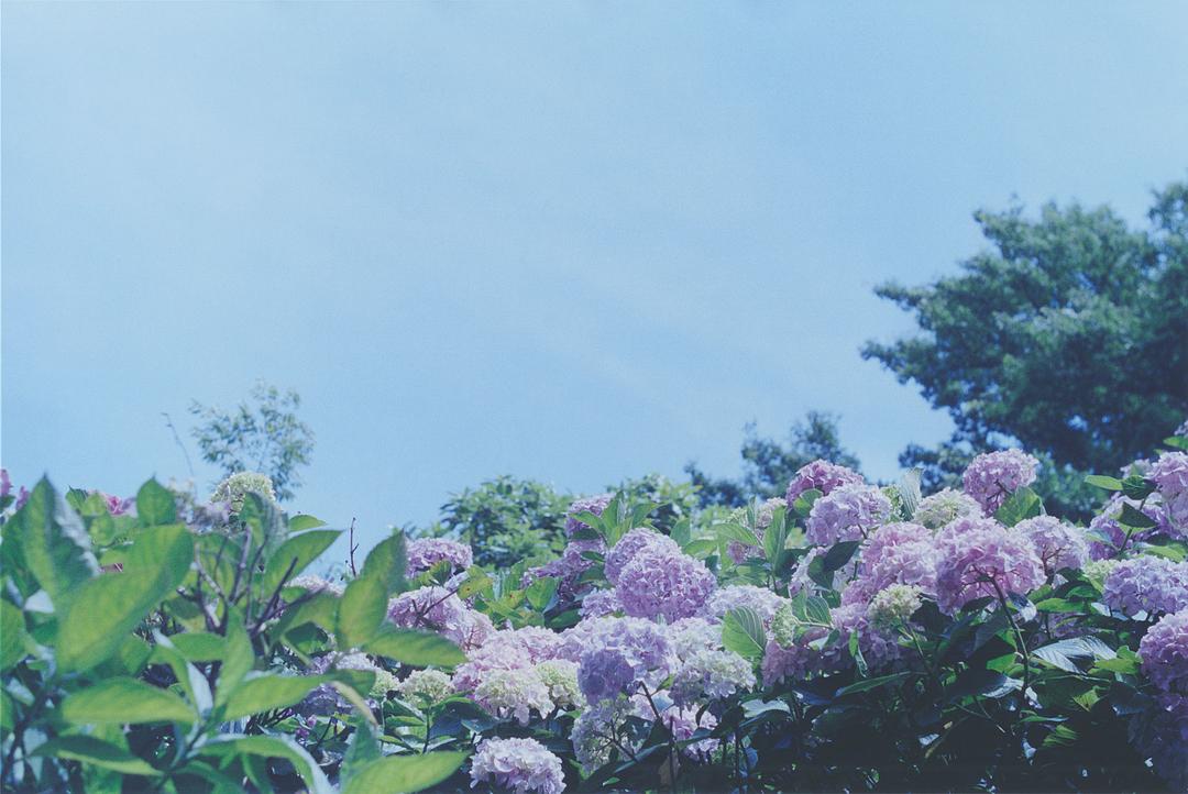 《海街日记》剧照