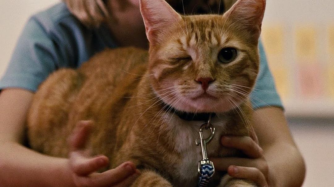 《天才少女》海报第3张图片