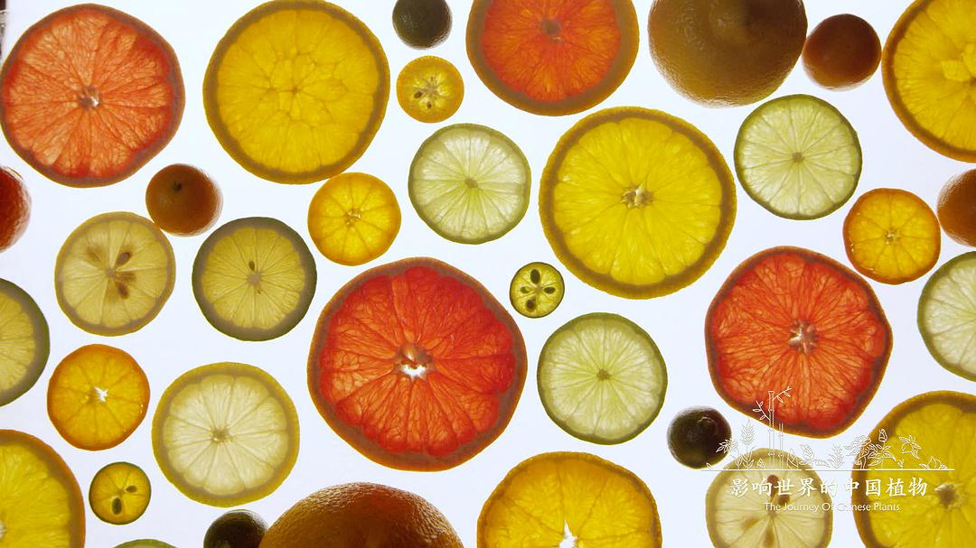 《影响世界的中国植物》海报第30张图片