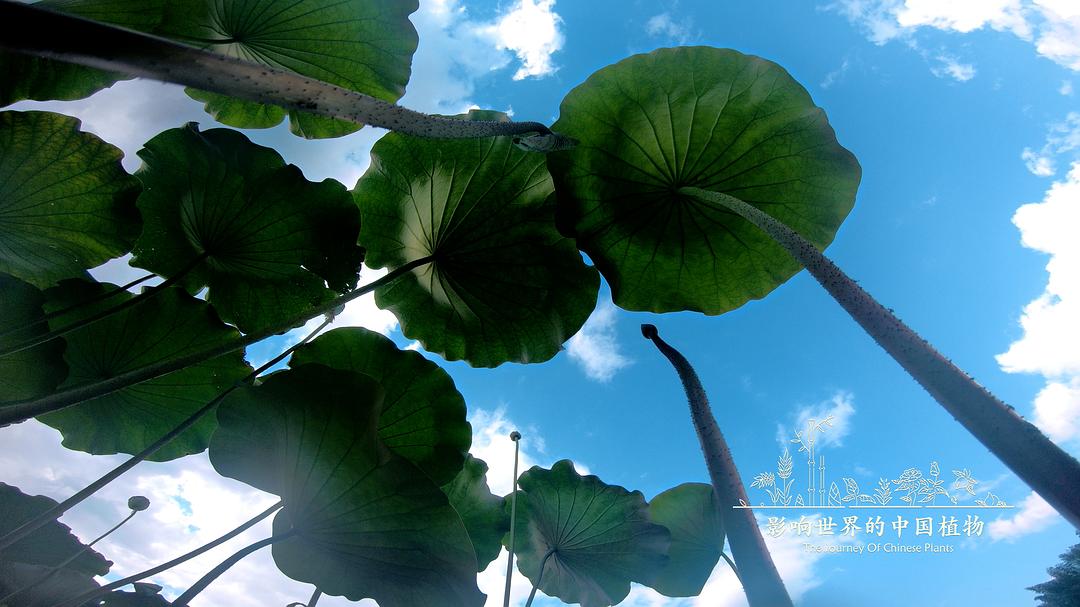 《影响世界的中国植物》海报第3张图片