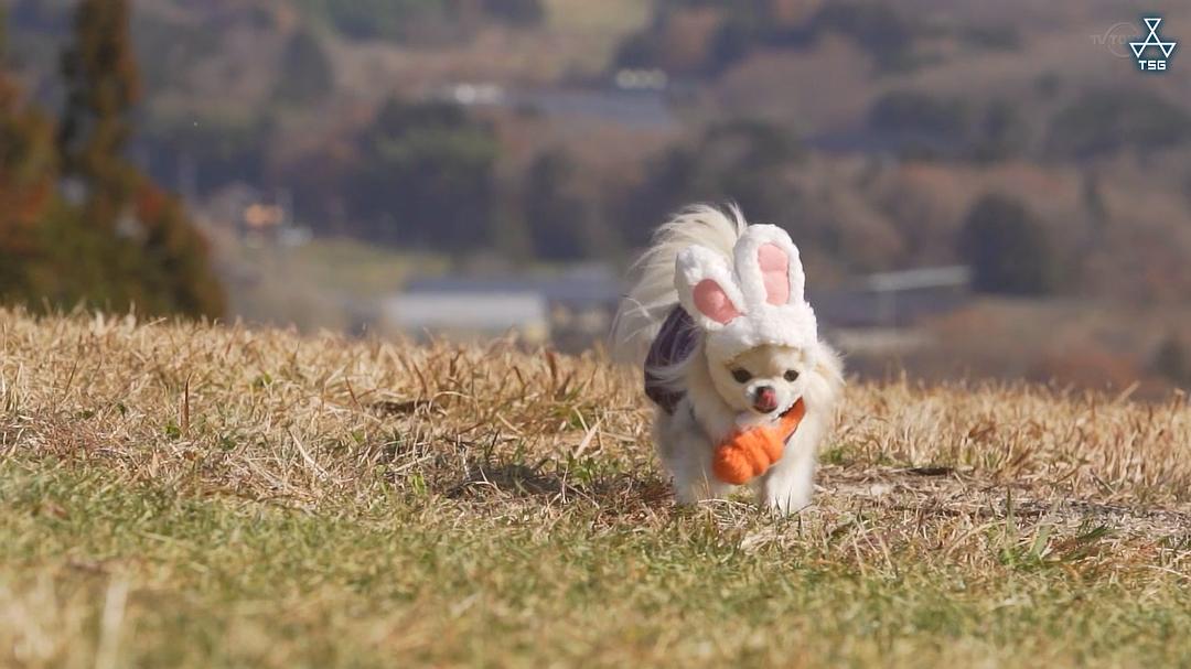《摇曳露营》海报第11张图片 《摇曳露营》海报第11张图片
